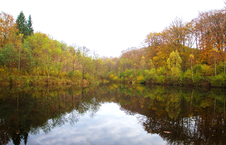 Evasion forêt Neufchâteau