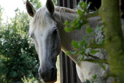 Cheval en box ©Bruno Parmentier