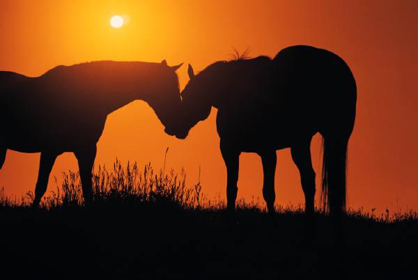 Chevaux nature