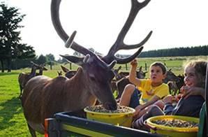 Séjour avec les cerfs à Traquebois